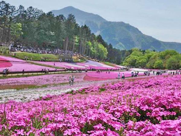 福禄考花海