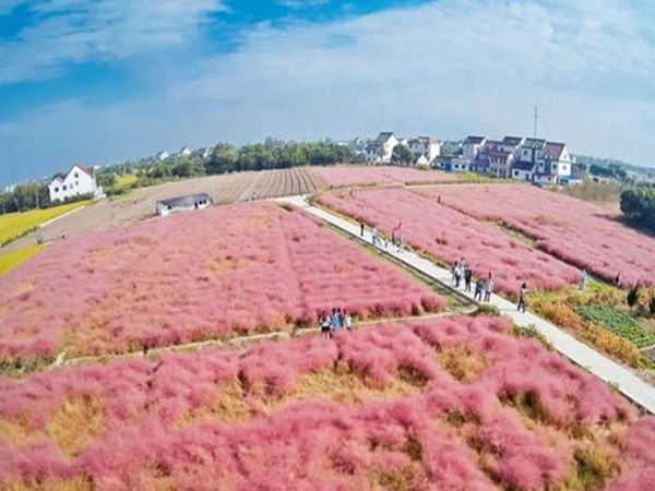 粉黛乱子草花海