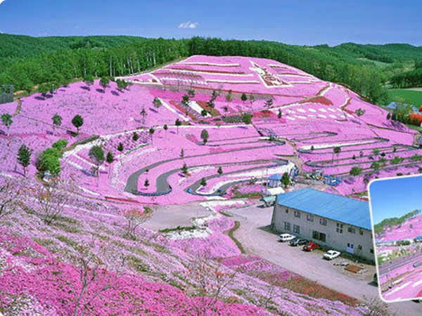 丛生福禄考（芝樱花海）