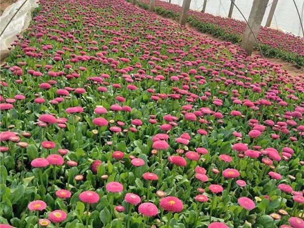 雏菊