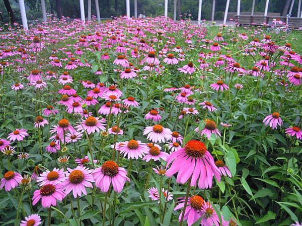 松果菊花海
