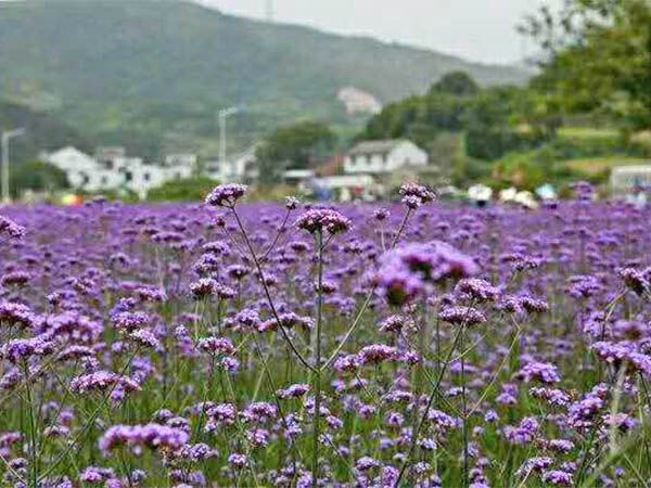 马鞭草花海