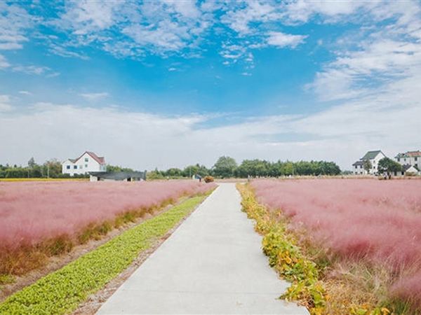 粉黛乱子草花海