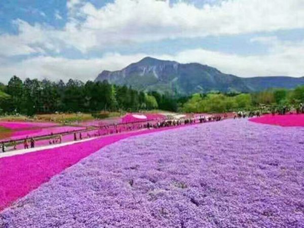 丛生福禄考花海