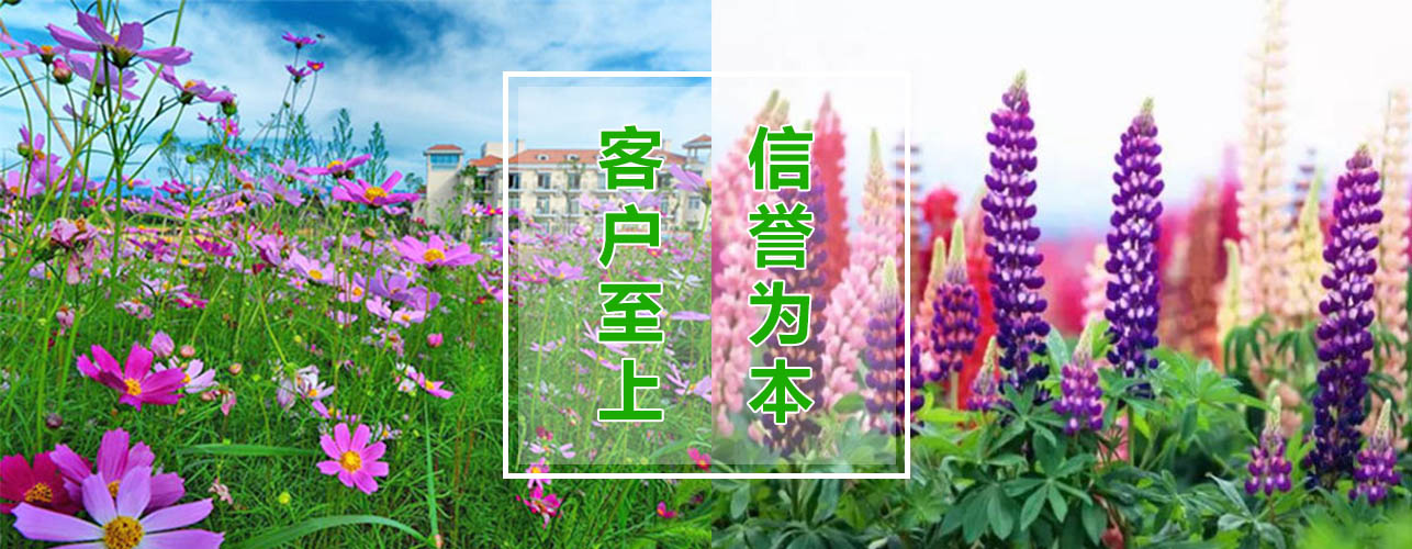 青州市丰业花卉苗木园艺场