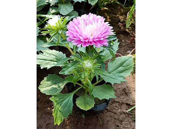 翠菊