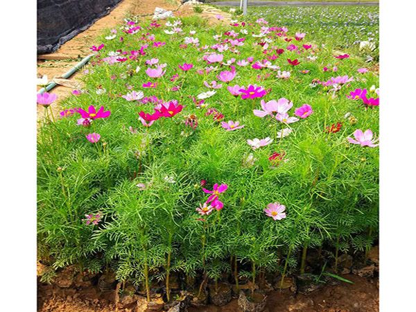 波斯菊（格桑花）
