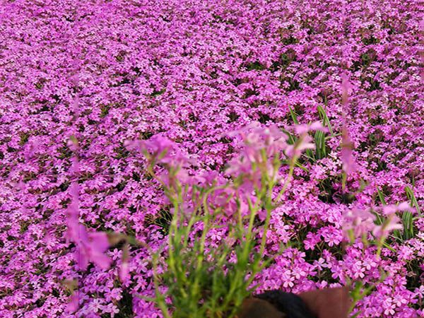 芝樱