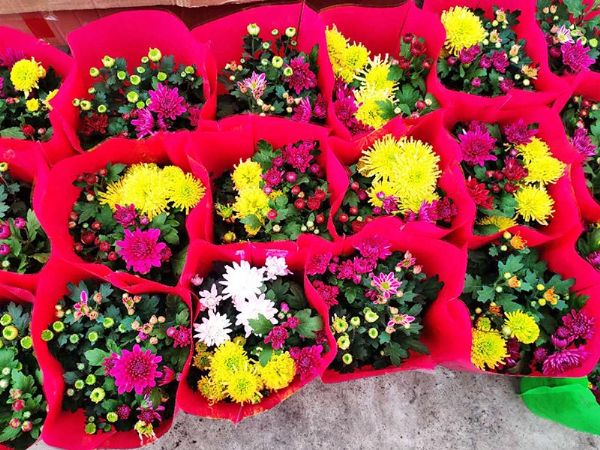 年宵花卉