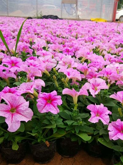 绿化草花种植基地-优质矮牵牛大量低价批发