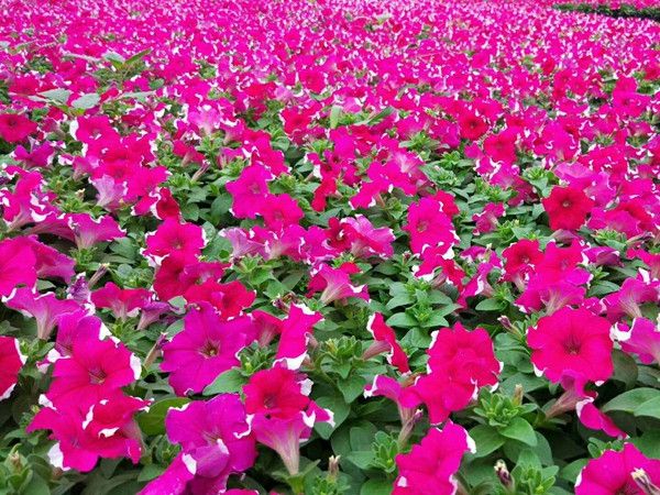 绿化草花种植基地-优质矮牵牛大量低价批发