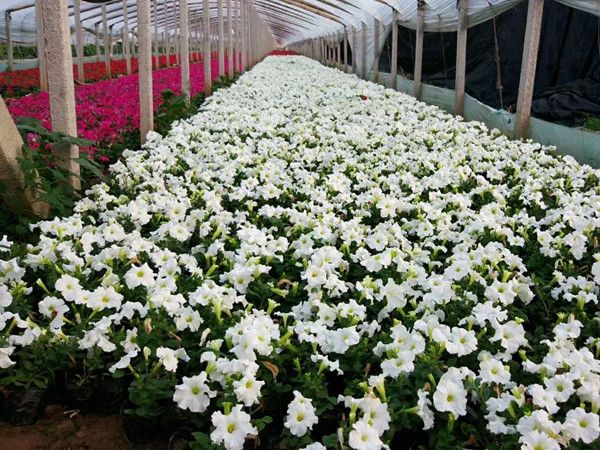 绿化草花种植基地-优质矮牵牛大量低价批发