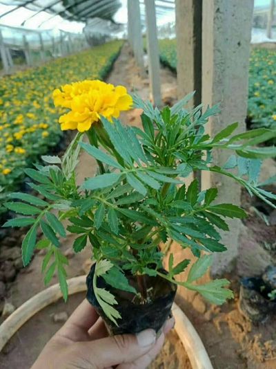 绿化草花种植基地-优质孔雀草大量低价批发
