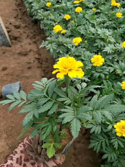 绿化草花种植基地-优质孔雀草大量低价批发