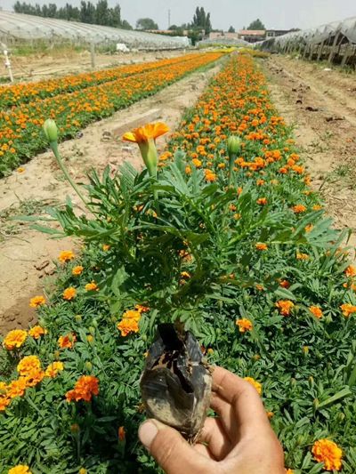 绿化草花种植基地-优质孔雀草大量低价批发