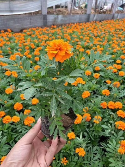 绿化草花种植基地-优质孔雀草大量低价批发