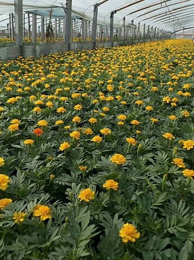 绿化草花种植基地-优质孔雀草大量低价批发