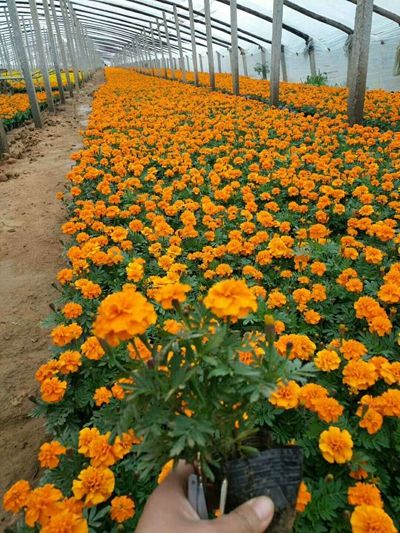 绿化草花种植基地-优质孔雀草大量低价批发