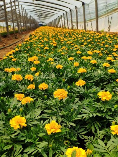绿化草花种植基地-优质孔雀草大量低价批发
