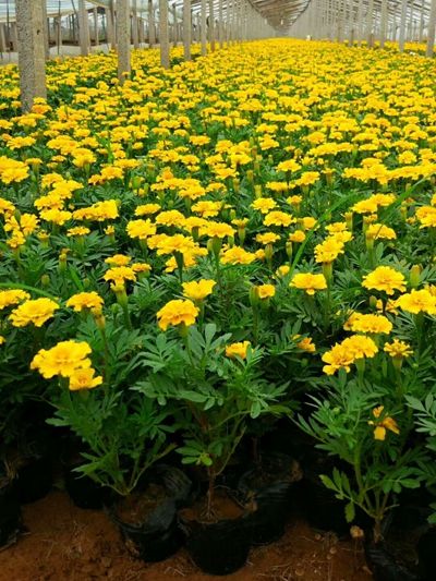 绿化草花种植基地-优质孔雀草大量低价批发